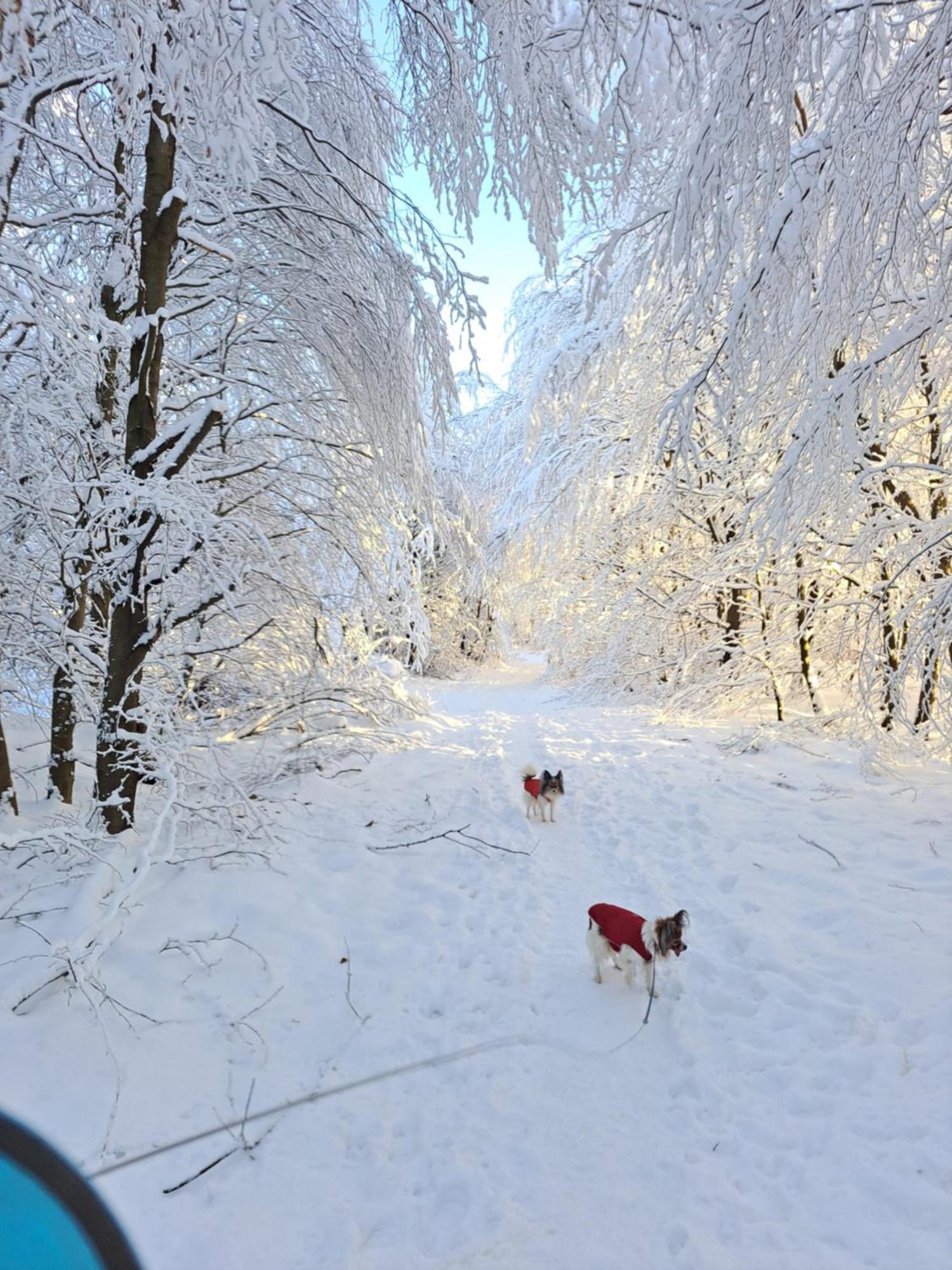 Funny Jungle Ferienwohnung Im Hahnenklee กอสลาร์ ภายนอก รูปภาพ